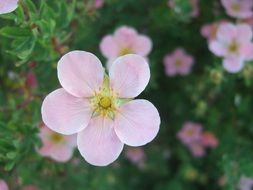 delicate flower with pink petals in the garden