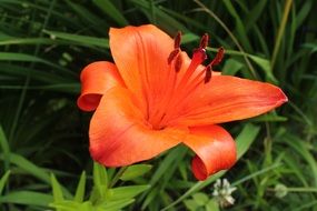 Picture of the red flower in a grass