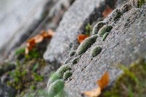 wonderful moss skalka