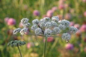 weed on the field