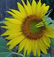 sunflower with bent petals