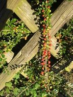 cotoneaster with red berries closeup