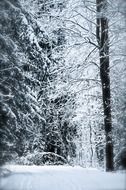 photo of a winter fairy tale in the forest