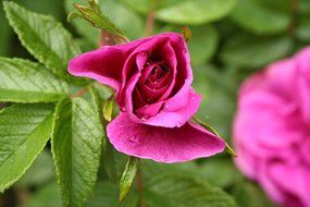 Wild rose flower