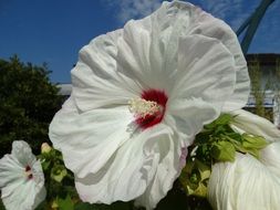 big white flower bud close-up