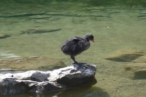 young animal on a stone near the pond