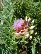 blooming pink artichoke