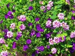 extraordinarily beautiful flowers pink p