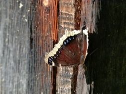 Beautiful and colorful, patterned on wooden boards