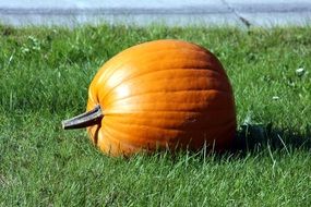 pumpkin on the grass