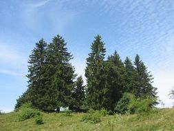 terrific fir trees