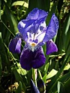 wild purple bright lily
