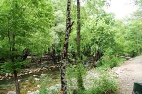 terrific spring trees