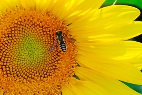 sunflower bee closeup