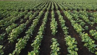 cotton seedlings