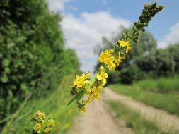 yellow common agrimony on a rural field by the road