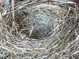 closeup photo of empty robin's nest
