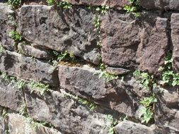 Plants on the sandstone wall