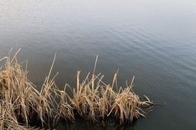 reed in a lake