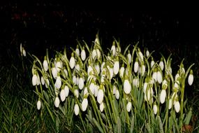 snowdrops at night