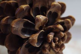 forest pine cone closeup