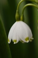 Beautiful white and yellow snowflake flowers blossom