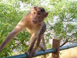 close-up photo of cheeky monkey on the parapet