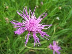 purple flowers among green grass close-up