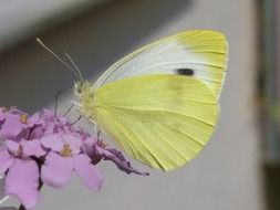 yellow butterfly on a light purple flower