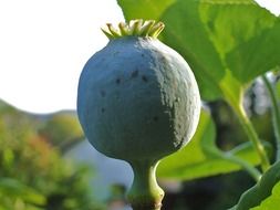 poppy capsule in a garden
