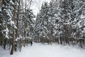 man walking on path through snowy forest
