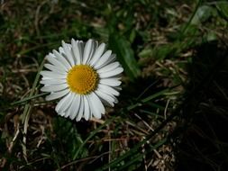 white daisy with yellow pollen