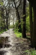 forest rain