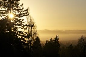 sunset in the silhouettes of trees