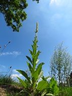 tall common mullein on a green field