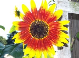 fascinating sunflower