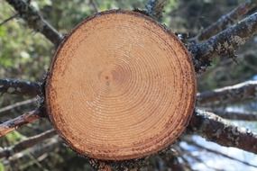 cut tree in the forest