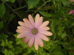 osteospermum flower