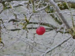 red apple on the frozen branch