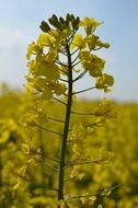 closeup photo of yellow rapeseed plant