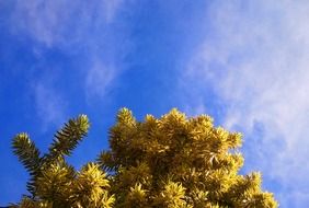 autumn tree under the blue sky