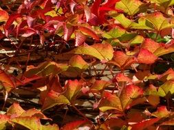 colorful leaves of an ornamental grape