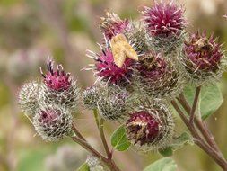 hairy flowers burdock