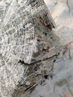 trunk tree wood brown