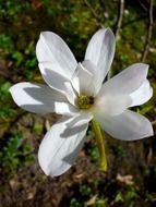 White magnolia flower in march