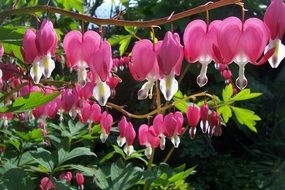 Beautiful colorful dicentra spectabilises flowers