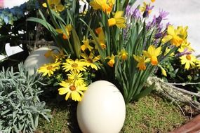 ostrich egg cream