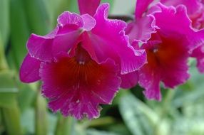 purple orchid close up