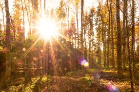 landscape of autumn forest in the sunlight