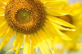 Closeup Picture of the sun flower